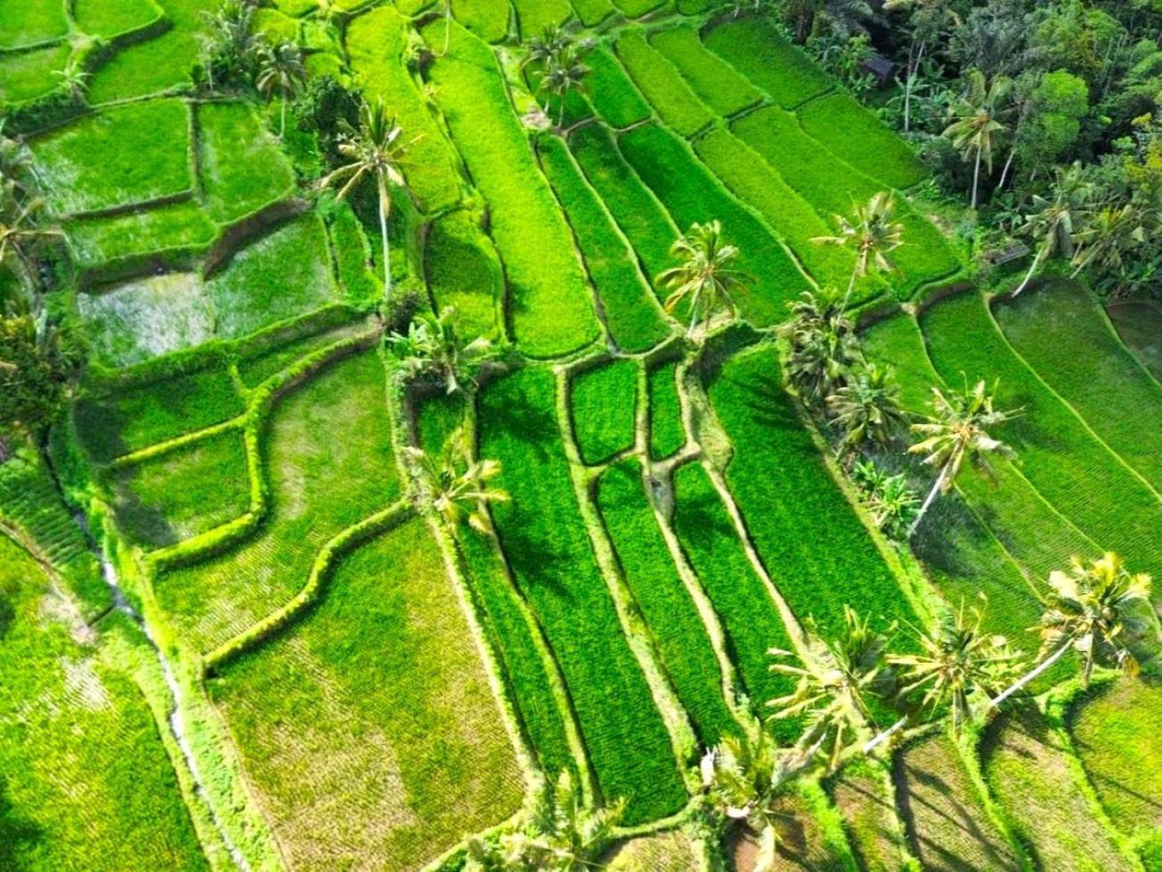 Pondok Is Oke Villa Scenic View Banyuwangi  Ngoại thất bức ảnh